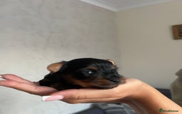 Yorkshire Terrier dogs for sale: Very Tiny,mini Yorkshire terrier🥰 BOY - Image 4