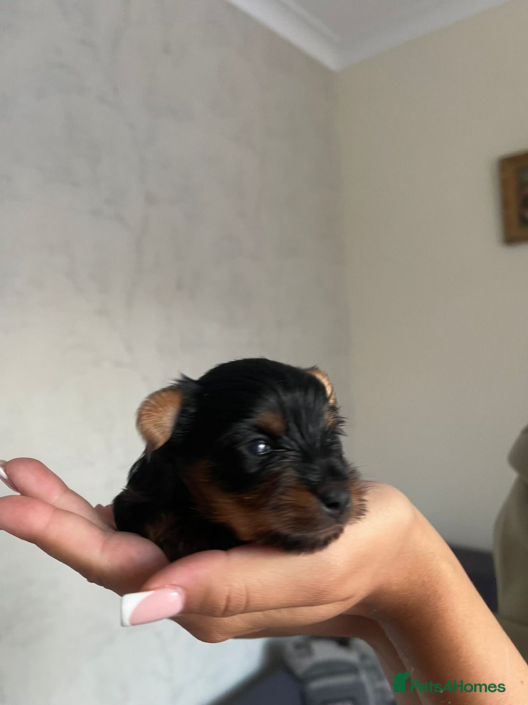 Yorkshire Terrier dogs for sale: Very Tiny,mini Yorkshire terrier🥰 BOY - Image 4