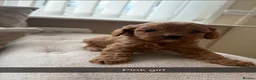 Cavapoo dogs for sale: Cavapoo puppies ruby red - Advert 13