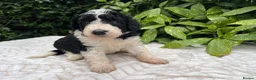 Bordoodle dogs for sale: F1 190+ genetic test clear - refund guarantee - Advert 2
