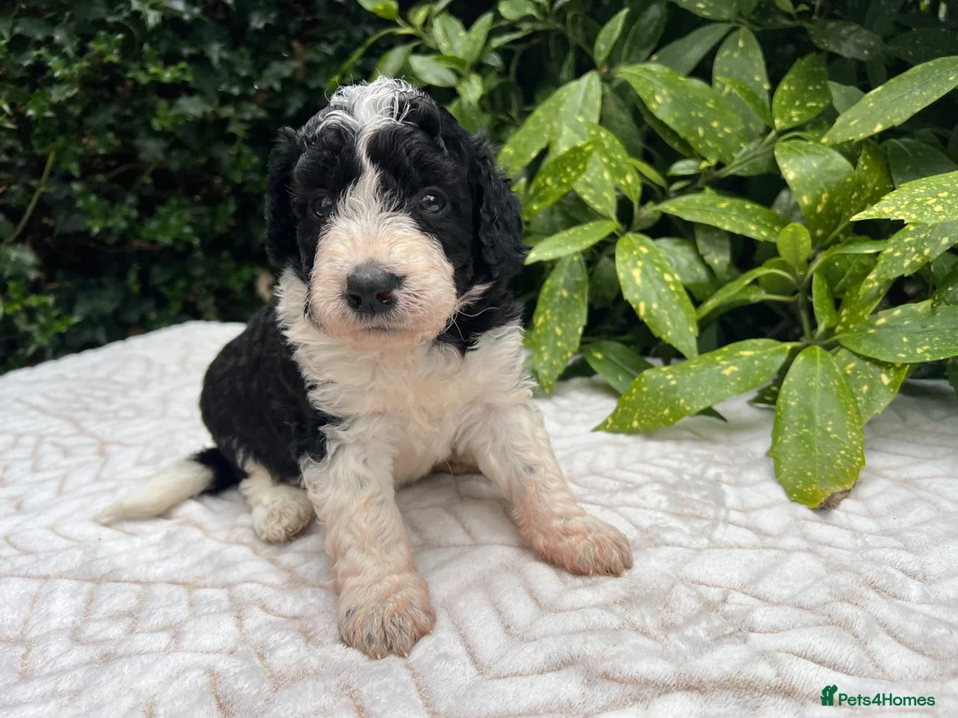 Bordoodle dogs for sale: F1 190+ genetic test clear - refund guarantee - Advert 2