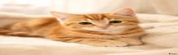 British Shorthair cats for sale: Stunning half Main Coon kitten ready for new home - Advert 17
