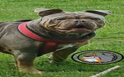 Olde English Bulldogge dogs for sale: Genetic Clear, Hip & Elbow Graded Breeding - Image 29