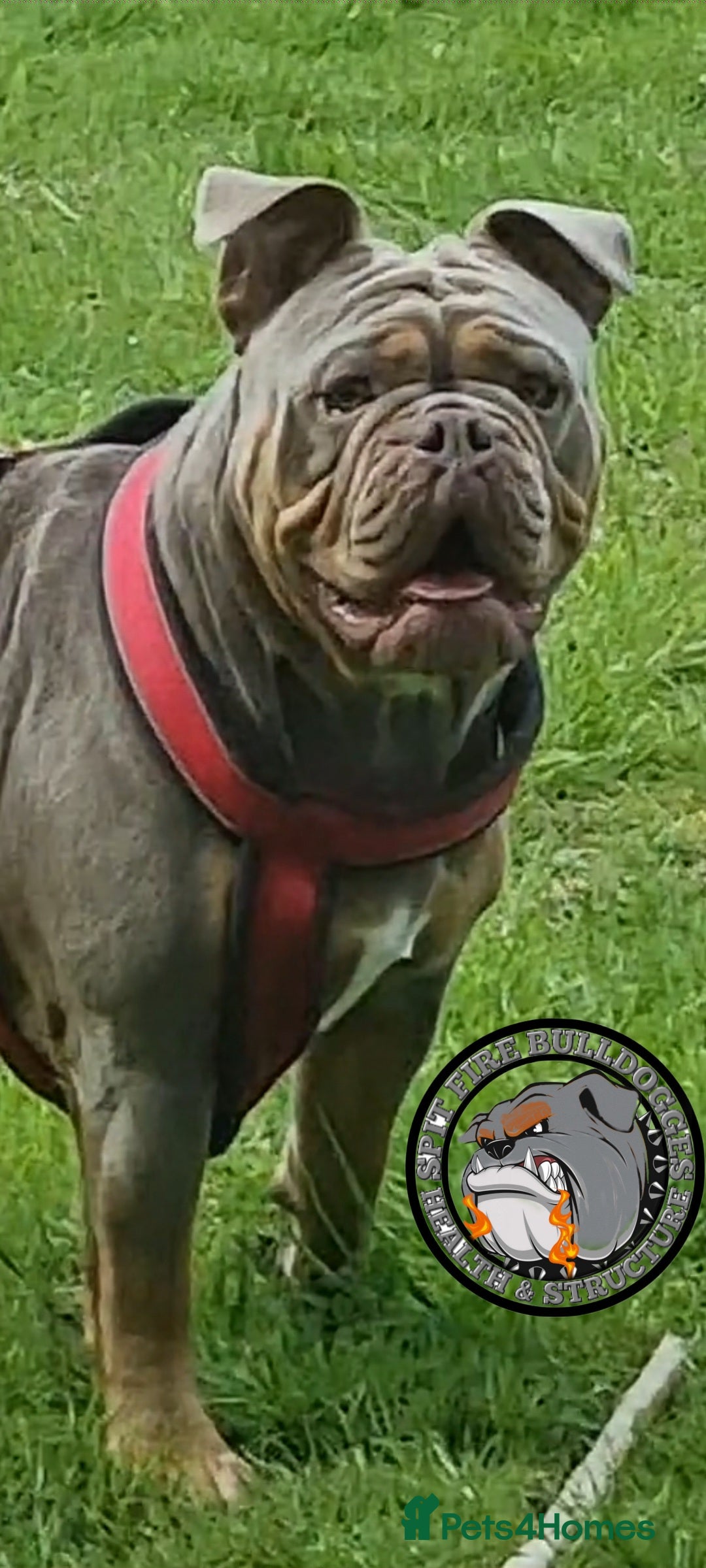Olde English Bulldogge dogs for sale: Genetic Clear, Hip & Elbow Graded Breeding - Image 29