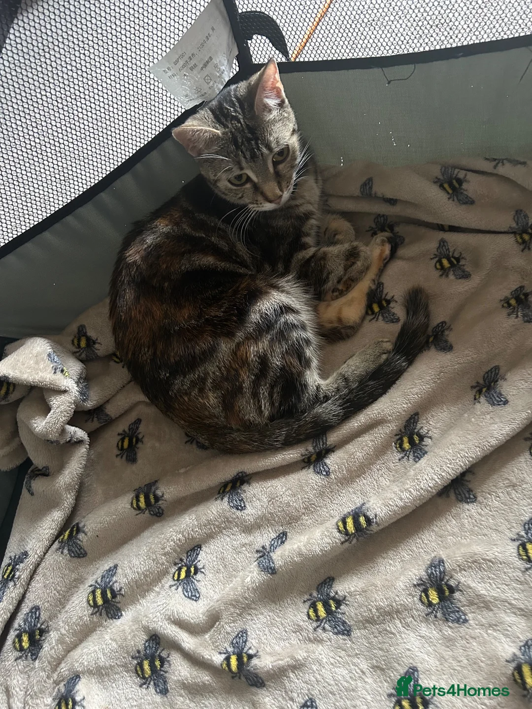 Mixed Breed cats for sale: Four boy kitten - Advert 22