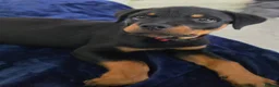 Rottweiler dogs for sale: Male Rottweiler 15wks - Advert 3