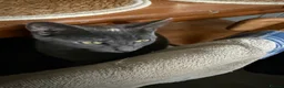 Mixed Breed cats for sale: Kittens - Advert 2