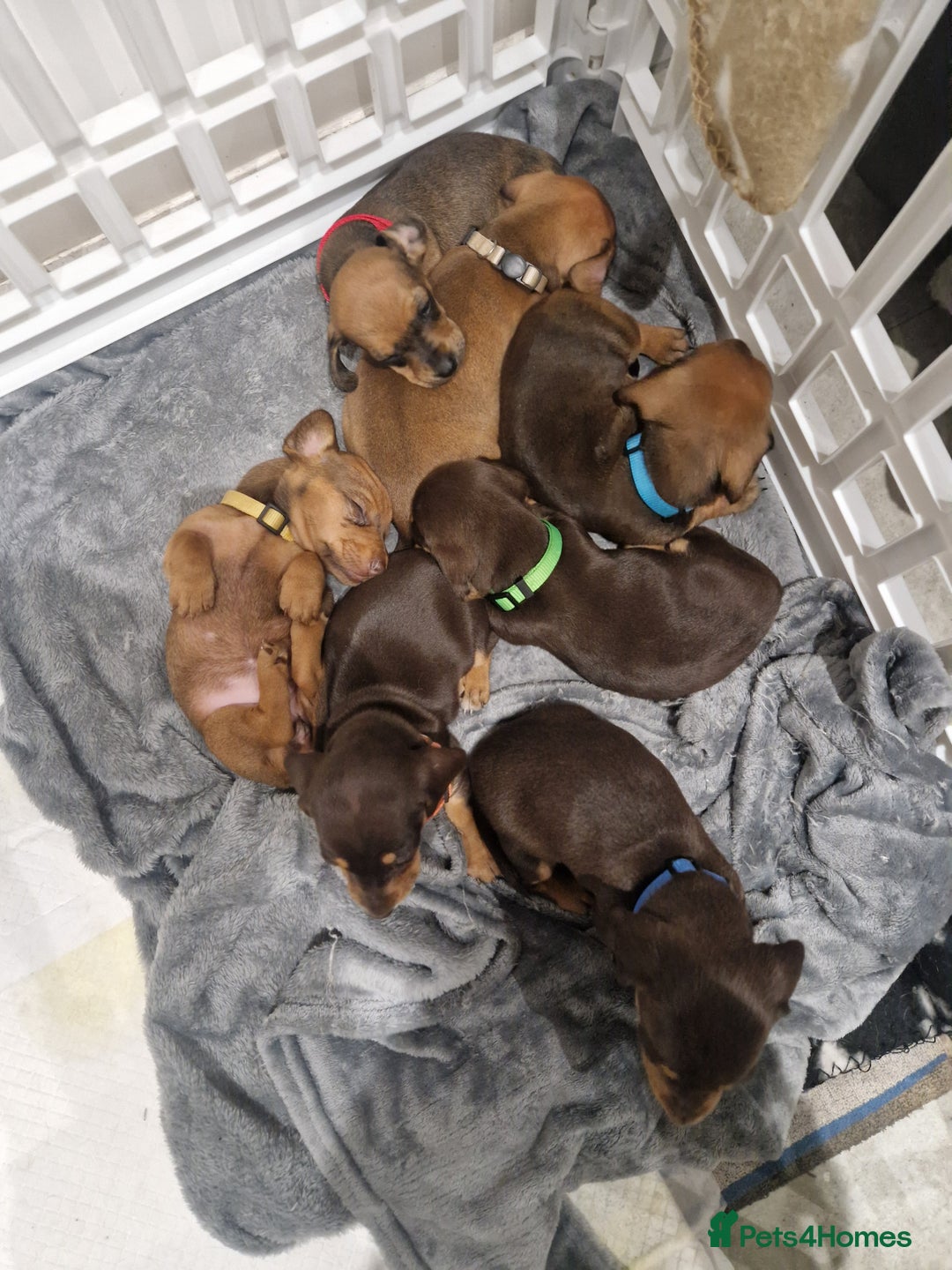 Dachshund dogs for sale: Littre of 7 Dachshund puppies ONLY 1 GIRLS LEFT !! - Advert 11