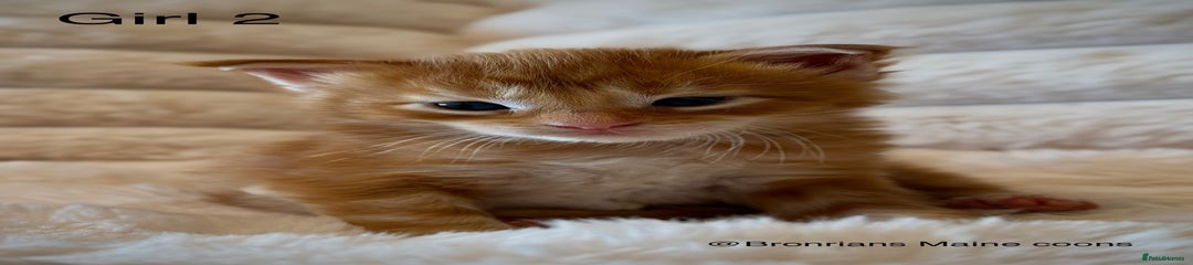 Red Tabby Girl 2