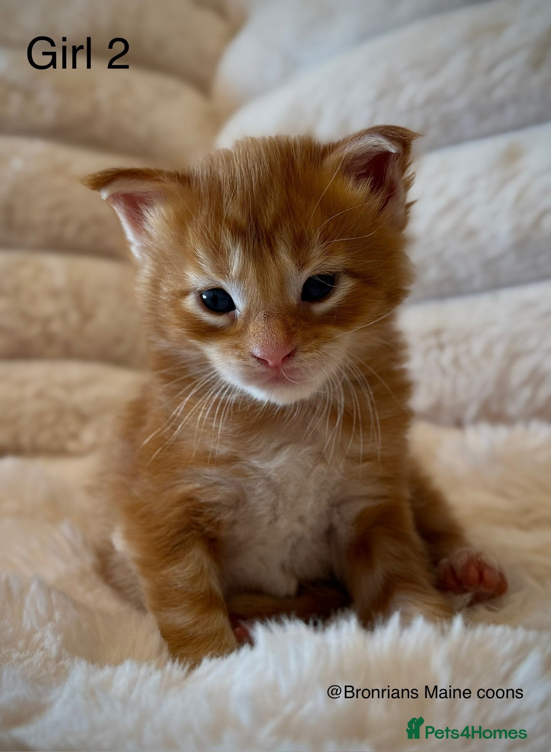 Maine Coon cats for sale: GCCF MAINE COON KITTENS (ACTIVE REG AVAILABLE) - Image 6