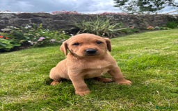 Labrador Retriever dogs for sale: Stunning, KC registered, Fox Red Labrador puppies. - Image 20