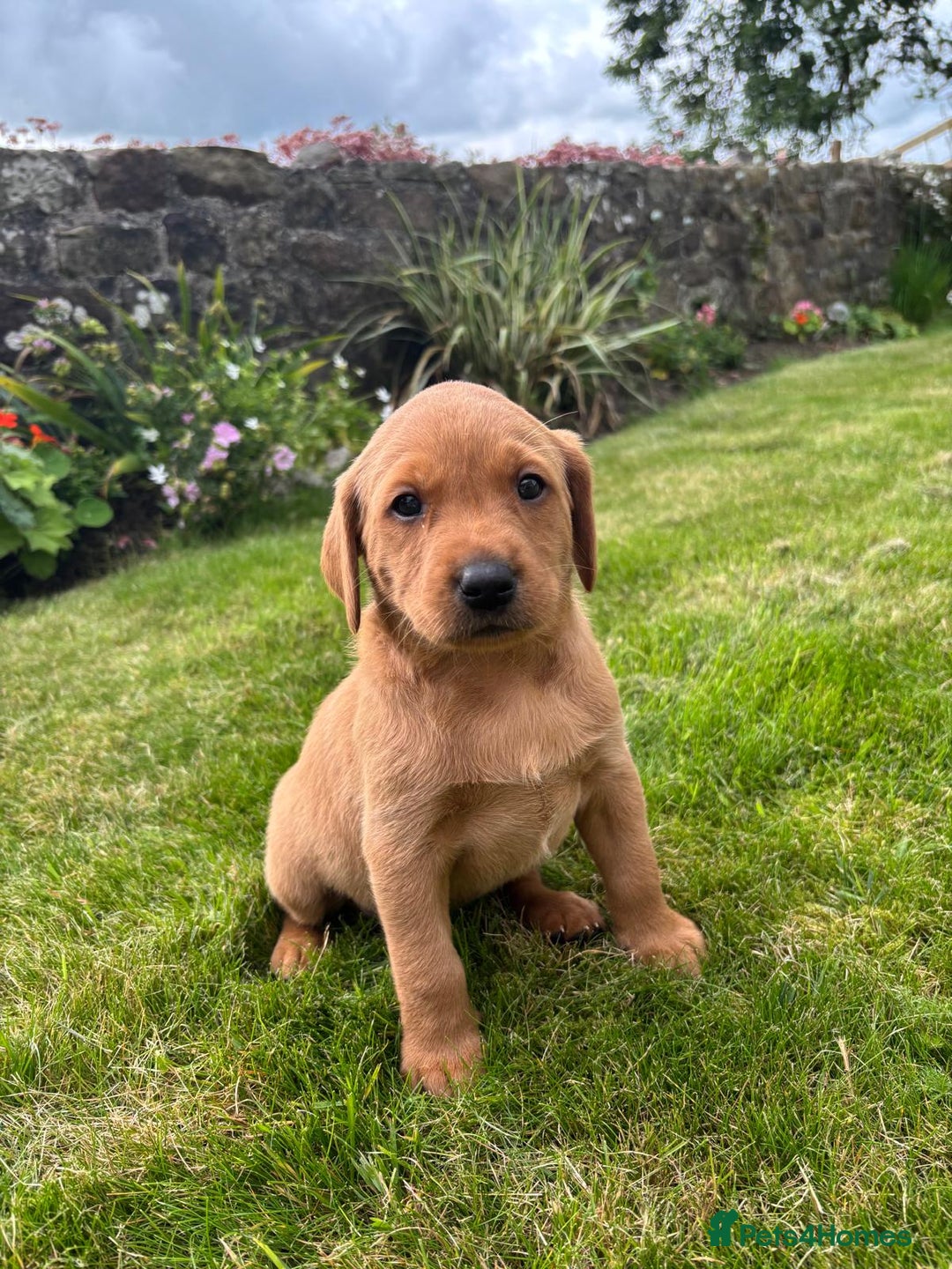 Labrador Retriever dogs for sale: Stunning, KC registered, Fox Red Labrador puppies. - Image 20