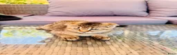 Scottish Fold cats for sale: ✨ Kittens Looking for Forever Homes ✨ - Advert 25