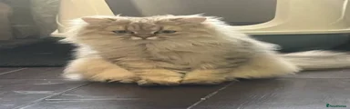 British Longhair girl