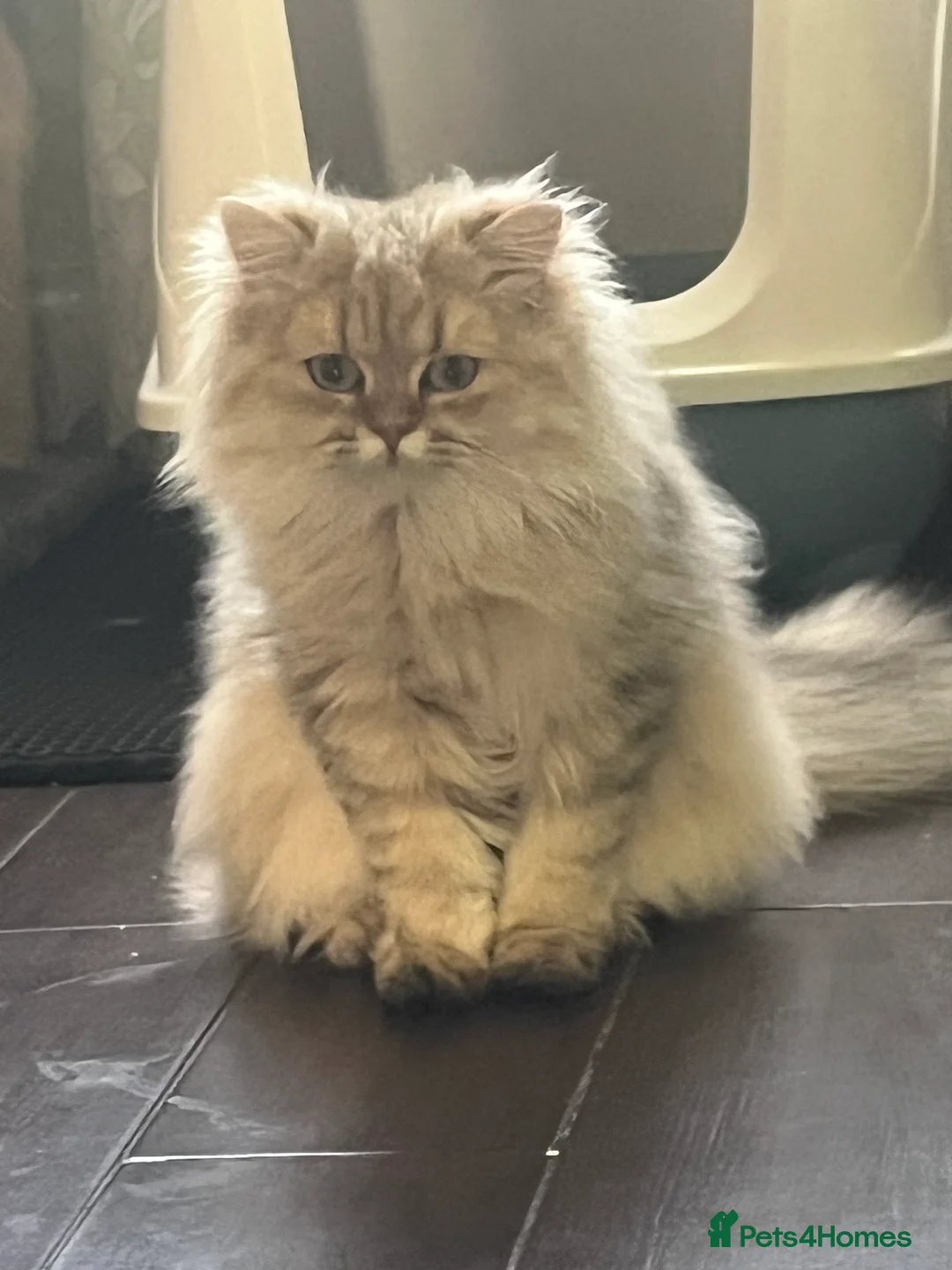 British Longhair cats for sale: 2 British Long hair Kittens - Advert 1