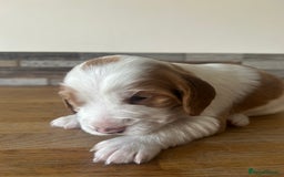Cocker Spaniel dogs for sale: Baby Cocker Spaniels working type - Image 10