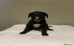 Mixed Breed dogs for sale: Bedlington x whippet  - Image 1