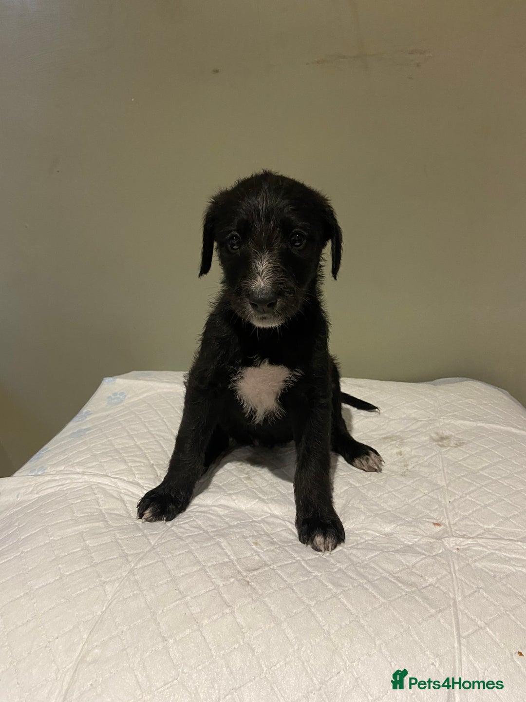 Mixed Breed dogs for sale: Bedlington x whippet  - Image 1