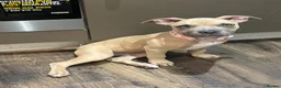 American Bull Staffy dogs for sale: American Staffordshire Bull Terrier in Slough - Advert 6