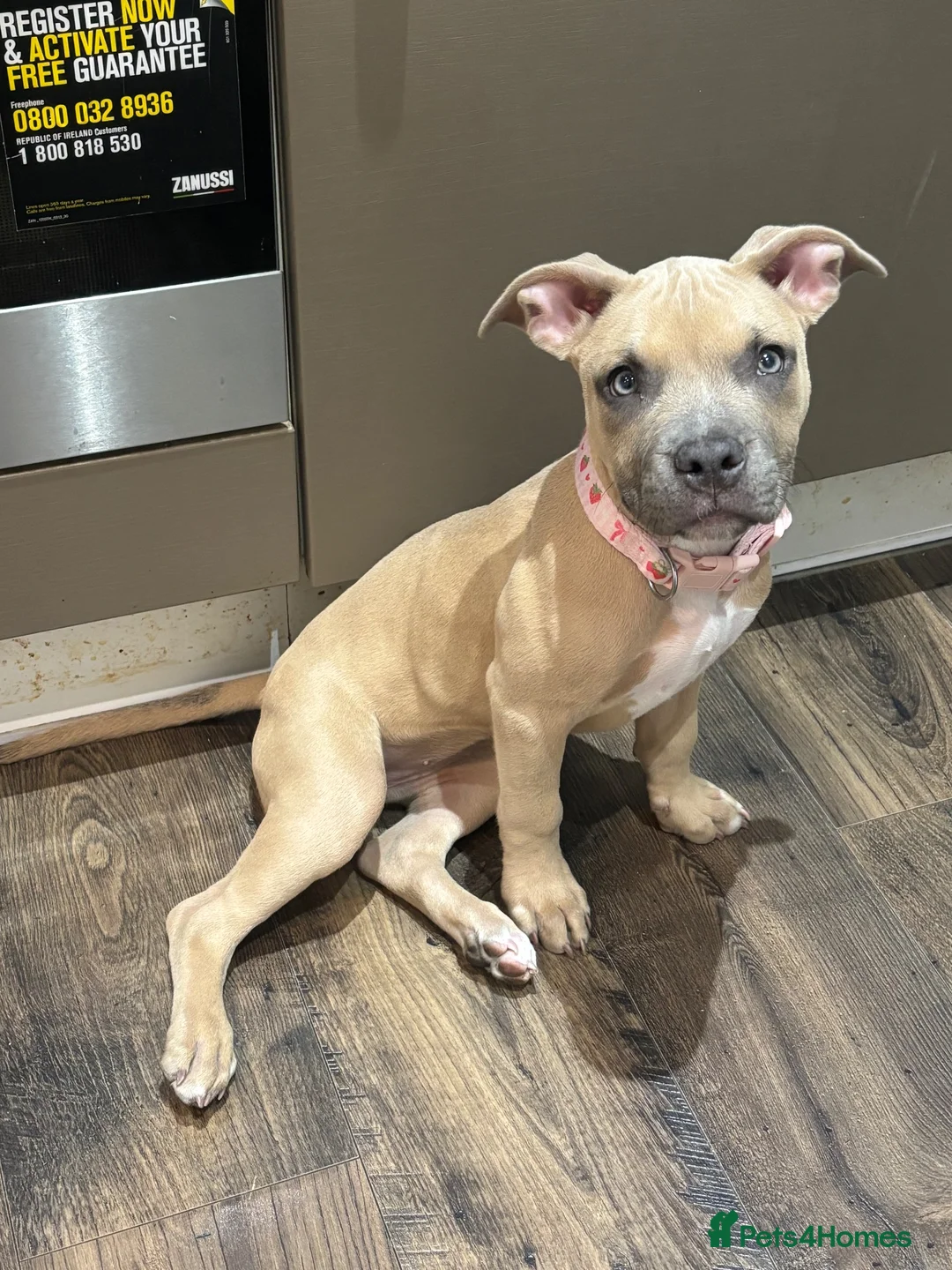 American Bull Staffy dogs for sale: American Staffordshire Bull Terrier in Slough - Advert 6