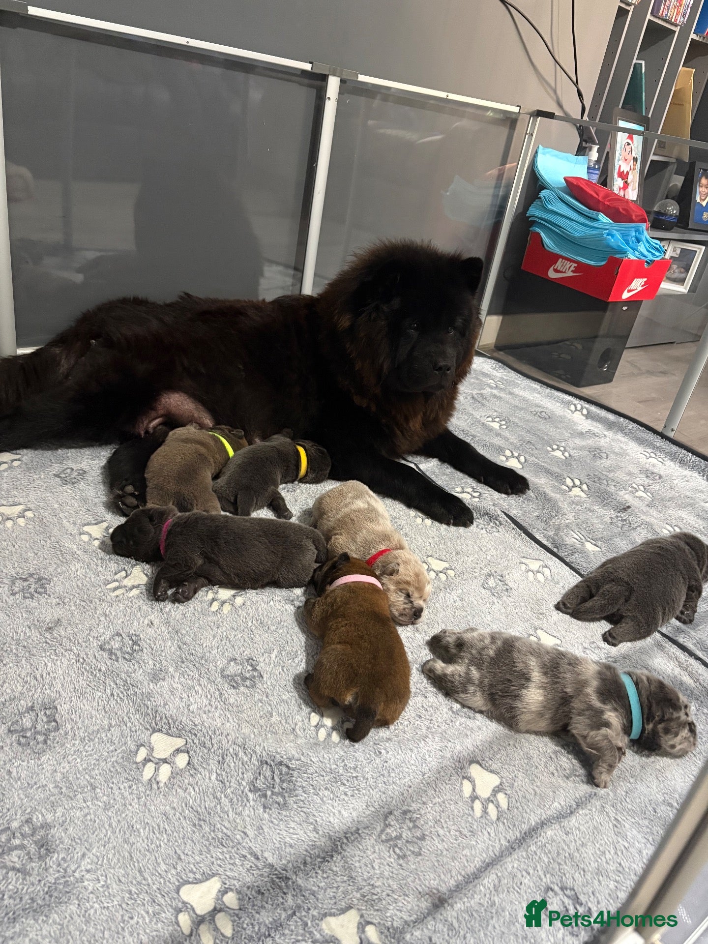 Chow Chow dogs Chow chow puppies  - Advert 2