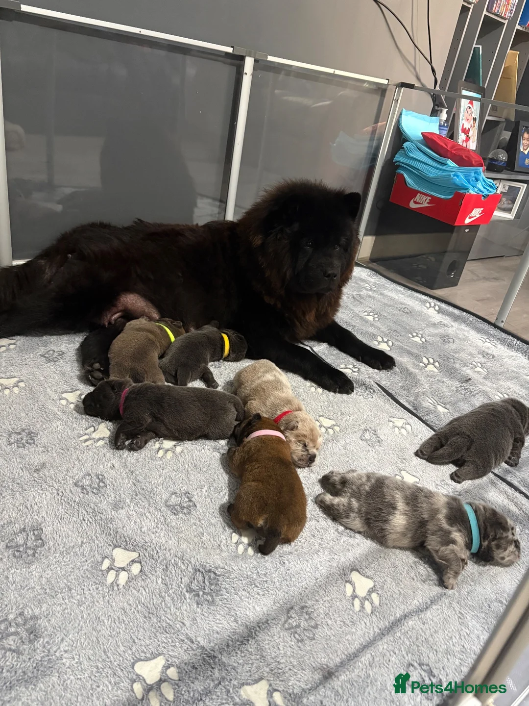 Chow Chow dogs for sale: Chow chow puppies  - Advert 1