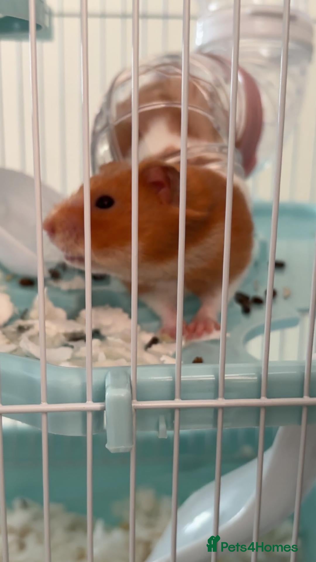Hamster rodents Female hamster  - Advert 2