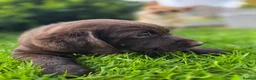 Labrador Retriever dogs for sale: High Quality Chunky Chocolate Labrador Puppies - Advert 17