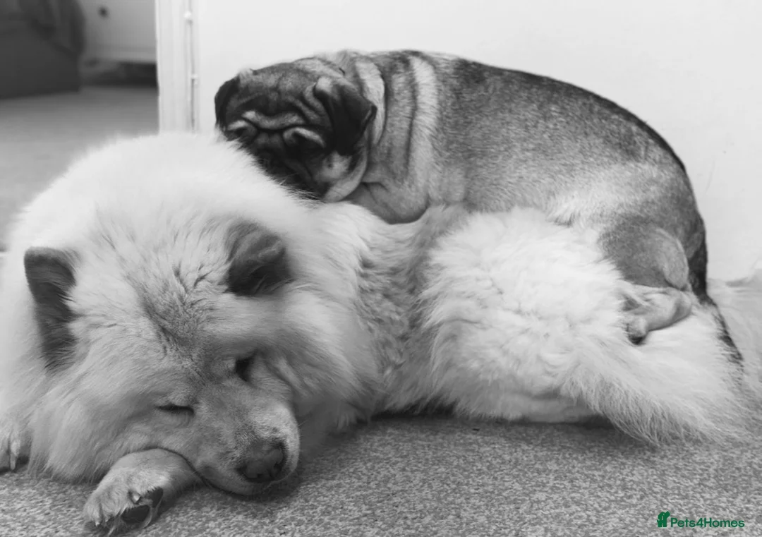 Mixed Breed dogs for sale: Rehoming - Chow Chow & two Pugs  - Advert 5