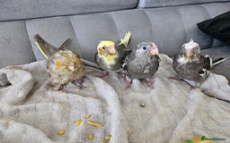 Cockatiels birds for sale: Hand tame cockatiel chicks  - Image 5