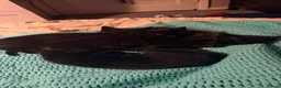 Mixed Breed cats for sale: Black kittens - Advert 5