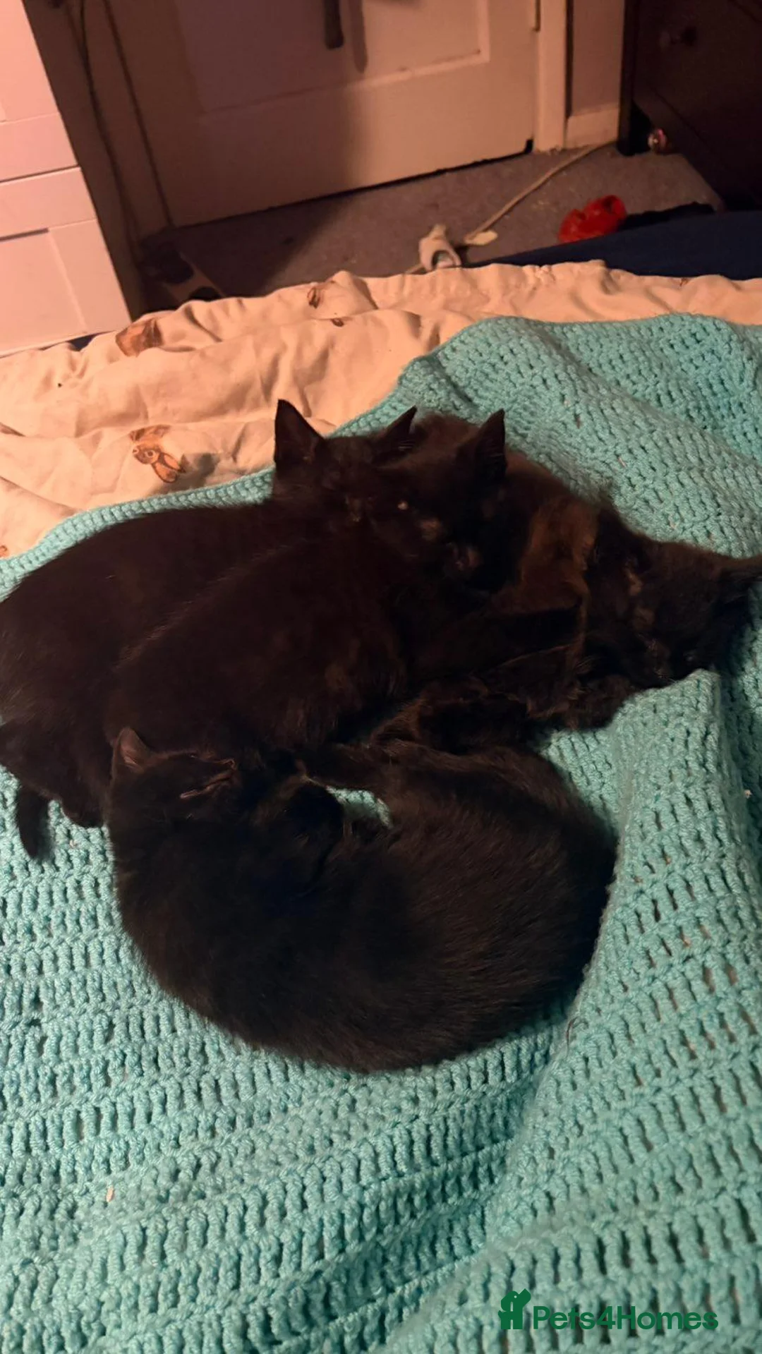 Mixed Breed cats for sale: Black kittens - Advert 5