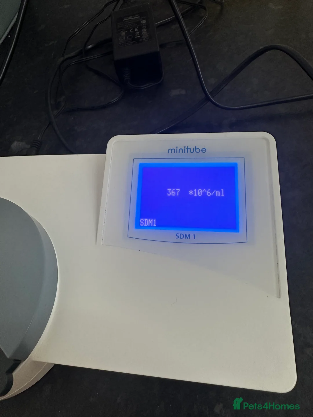 Weimaraner dogs for stud:  Stud looking for love! in Grimsby - Advert 6