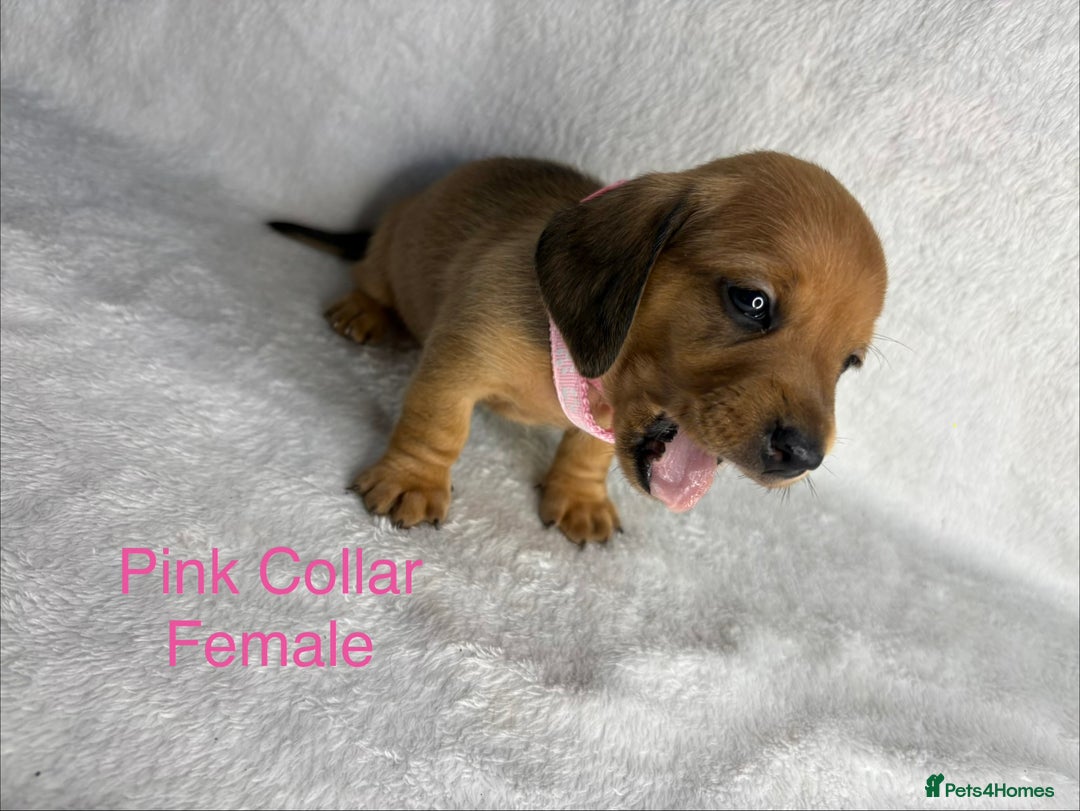 Miniature Dachshund dogs for sale: Miniature Dachshund Puppies💕 - Advert 17