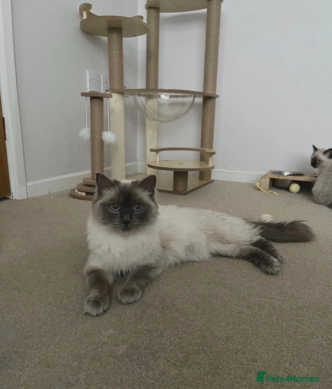 Ragdoll cats for sale: Adorable Ragdoll Kittens Ready Now - Advert 2