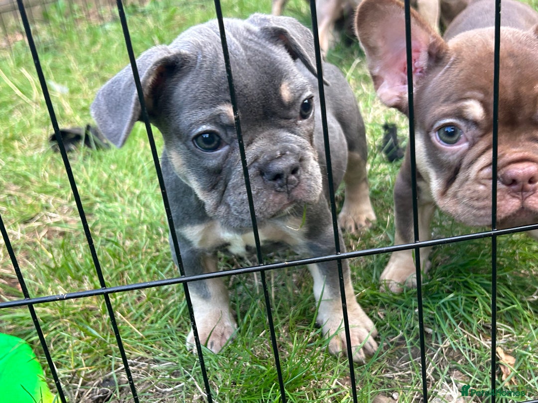 French Bulldog dogs for sale: 5* beautiful French bulldogs left ready to go 🏡 - Image 23