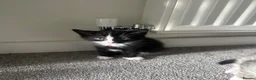 Domestic Shorthair cats for sale: Lovely kittens  - Advert 13