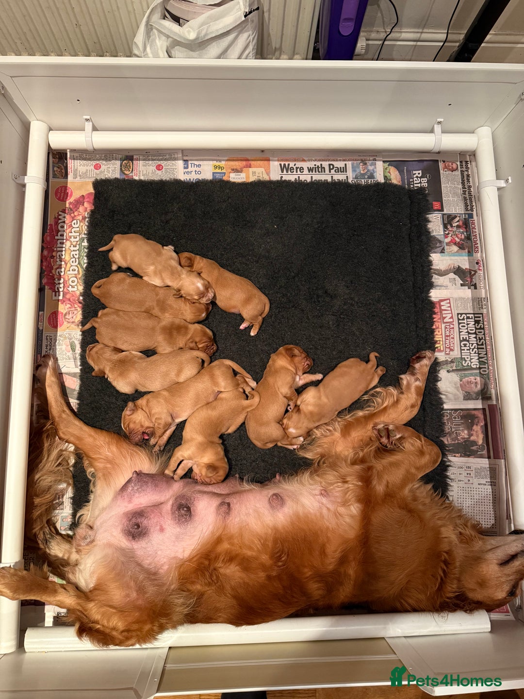 Golden Retriever dogs for sale: KC Working Golden Retriever Pups - Advert 9