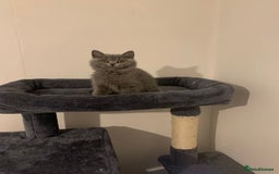 British Shorthair cats for sale: STUNNING BRITISH SHORTHAIR KITTENS  - Image 7