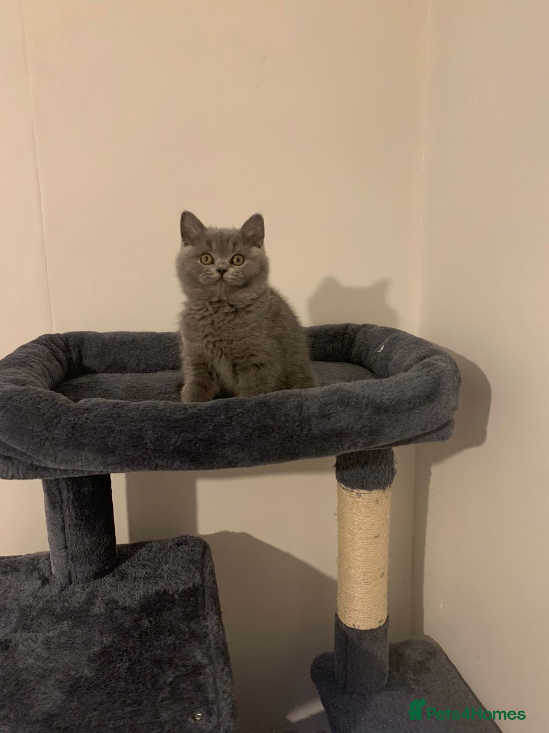 British Shorthair cats for sale: STUNNING BRITISH SHORTHAIR KITTENS  - Image 7