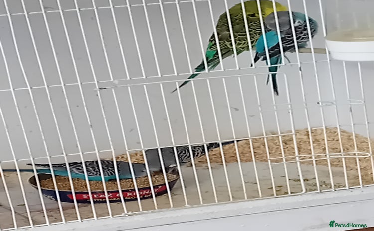 Budgerigars birds - Advert 2