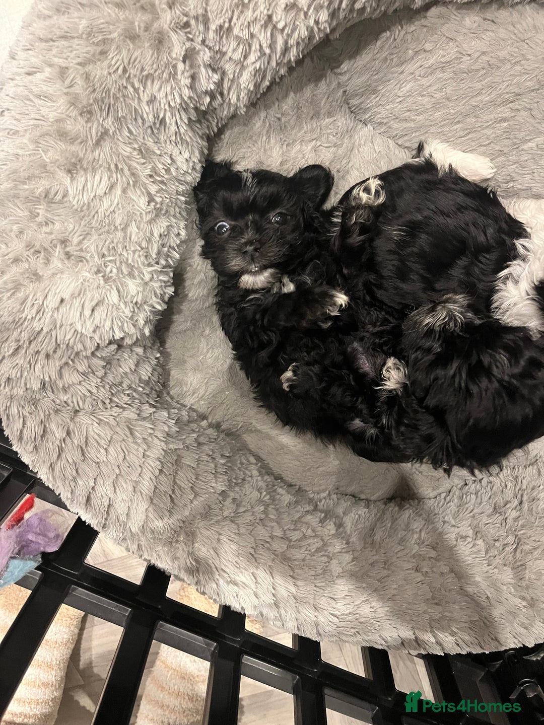 Mixed Breed dogs for sale: Maltese cross Chinese crested puppies for sale - Advert 16