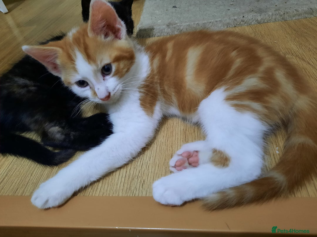 Domestic Shorthair cats for sale: Happy kittens ready to share love and joy  - Image 4