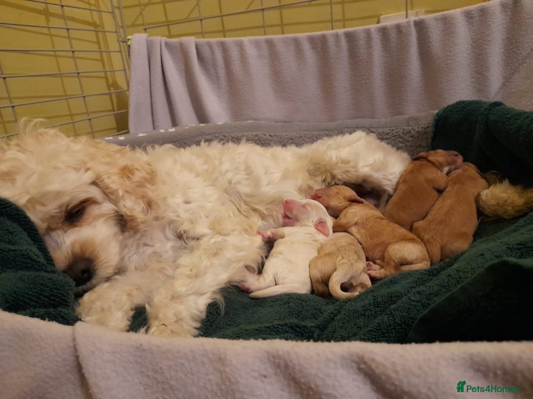 Cavapoo dogs for sale: Beautiful litter of F2 Cavapoo puppies - Advert 6