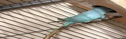 Ringnecks birds for sale: Ringnick for sale - Advert 4