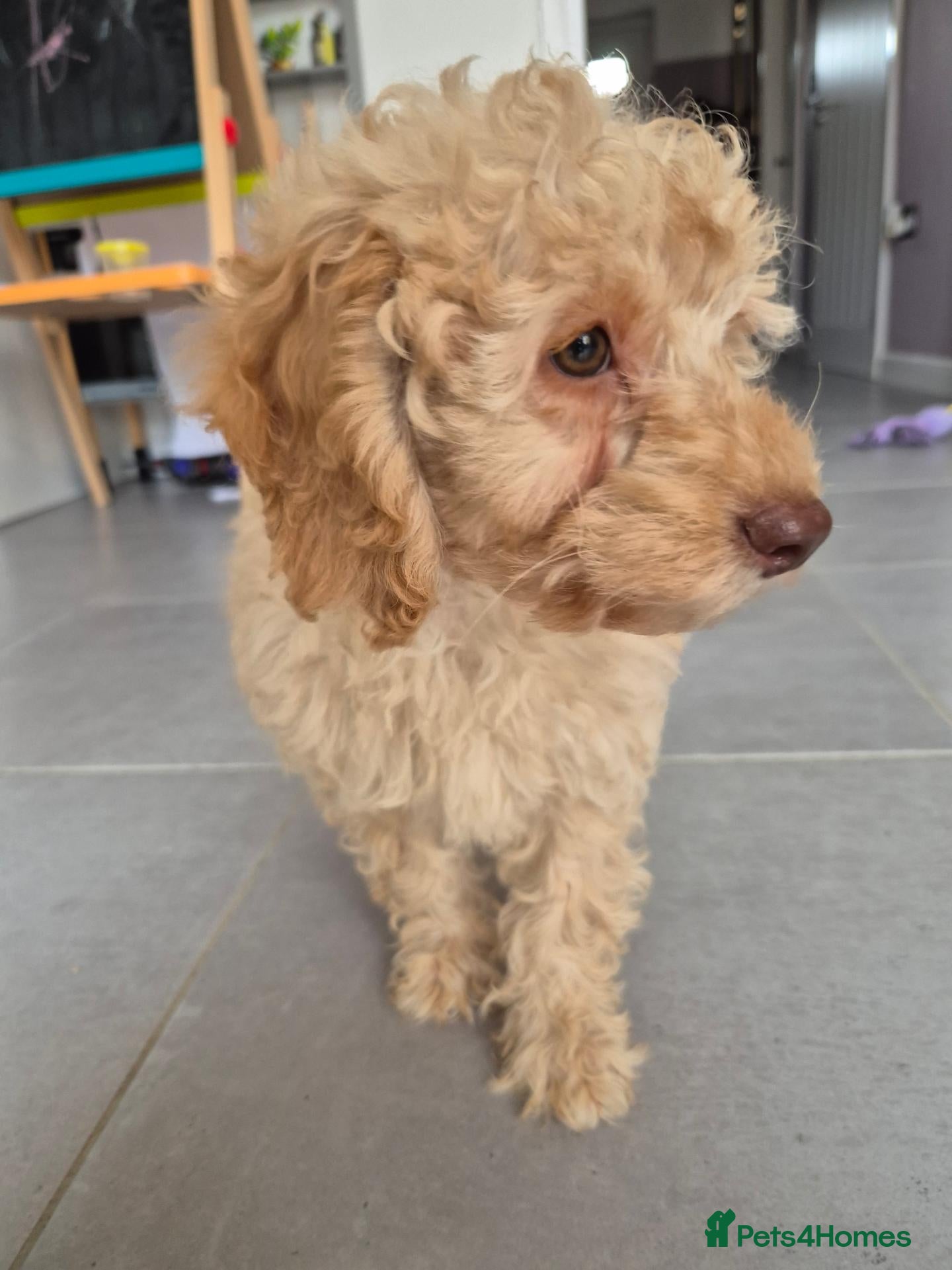 Miniature Poodle dogs Cuddly KC mini poodle - Advert 21