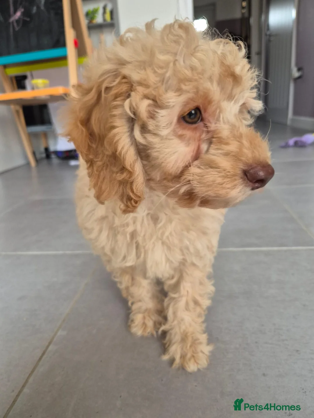 Miniature Poodle dogs for sale: Cuddly KC mini poodle - Advert 1