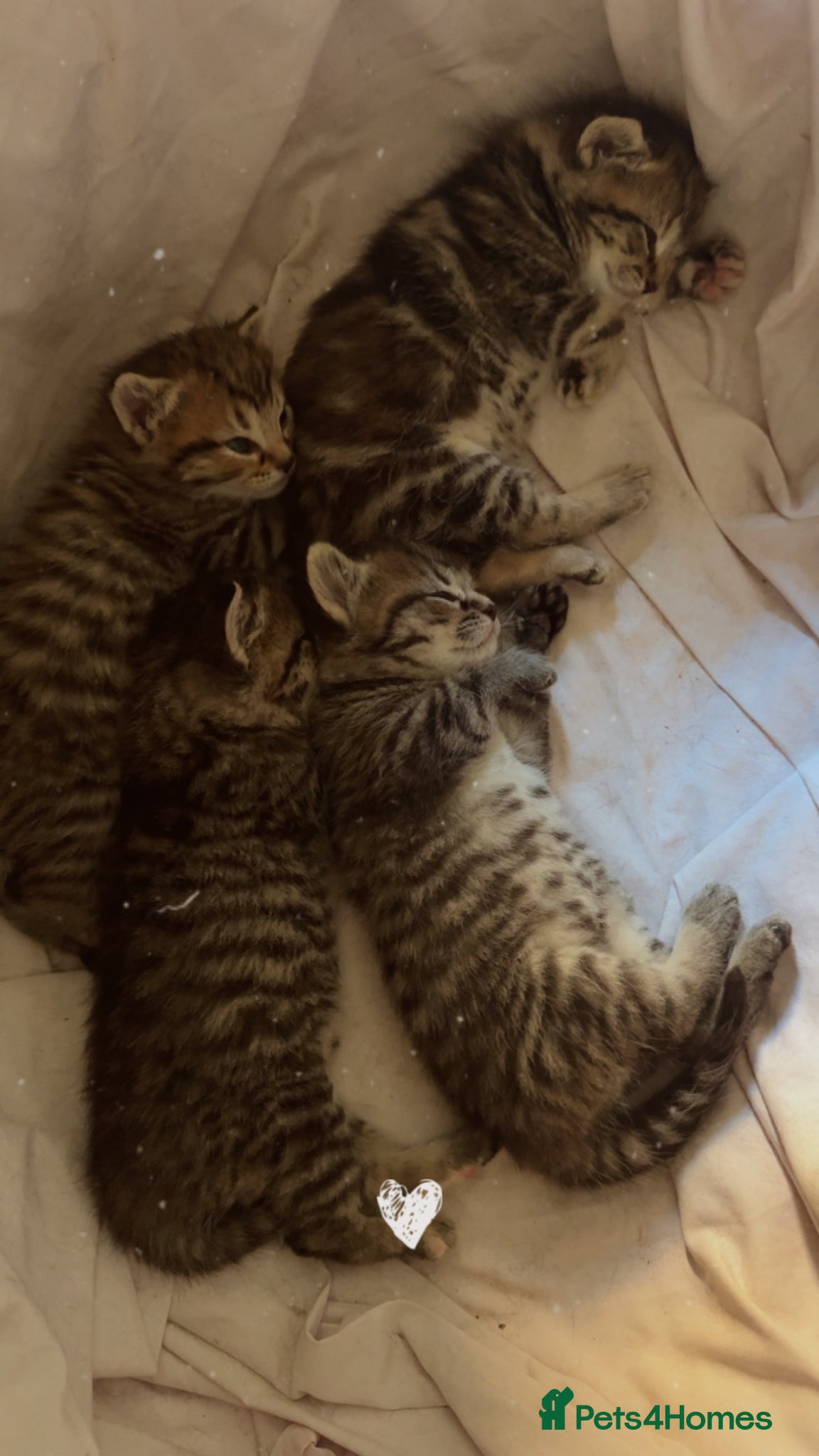 Mixed Breed cats 4 beautiful kittens  - Advert 1