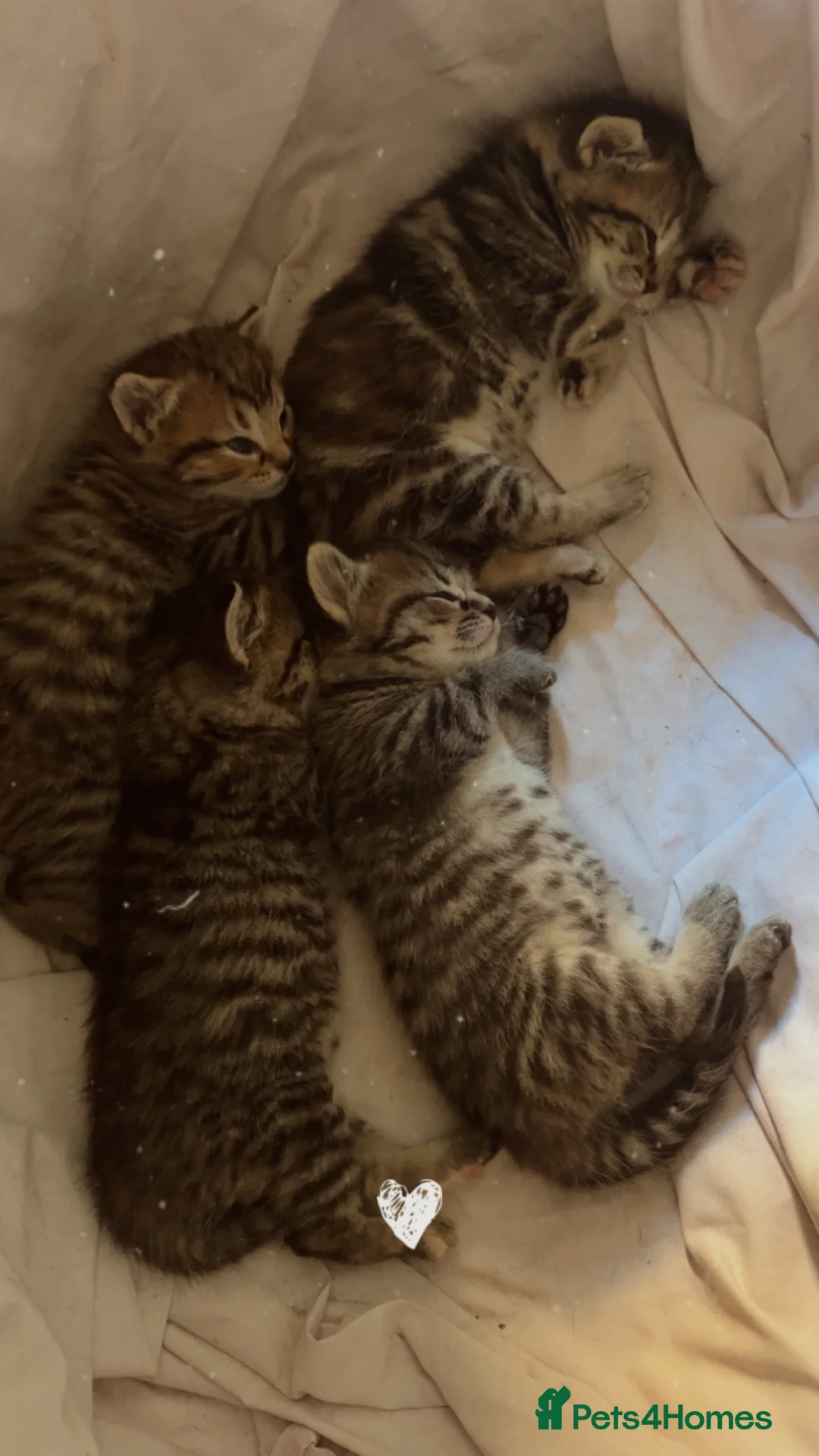 Mixed Breed cats for sale: 4 beautiful kittens  - Advert 1