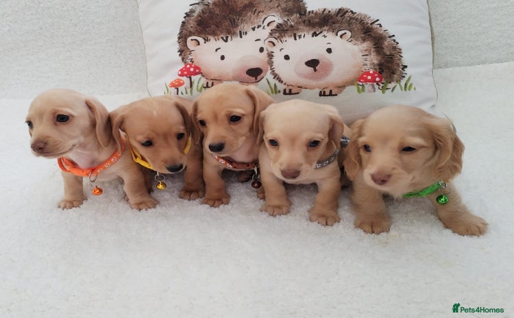 Miniature Dachshund dogs - Advert 7